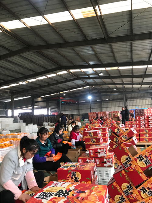 東坡區(qū) 打造精品水果 香飄國(guó)際市場(chǎng)